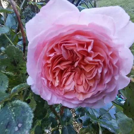 Burg Laudegg Blick * Faggen