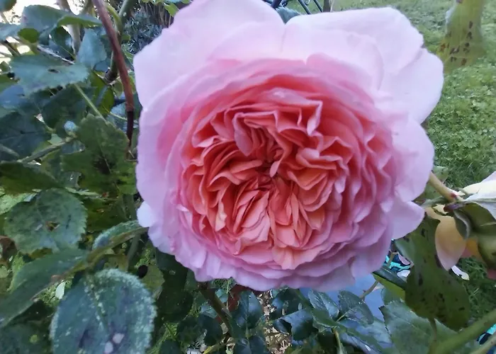 Burg Laudegg Blick * Faggen